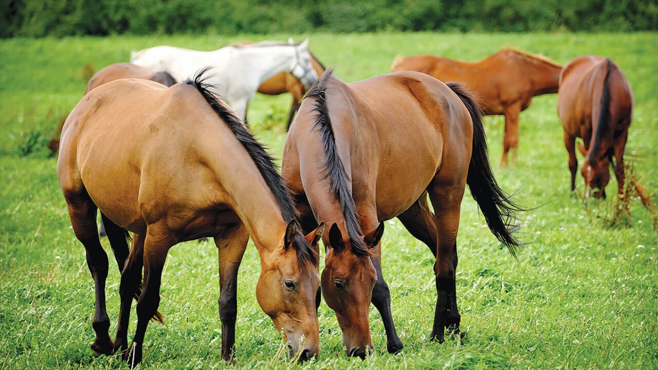 1-horse-behavior-living-1280x720