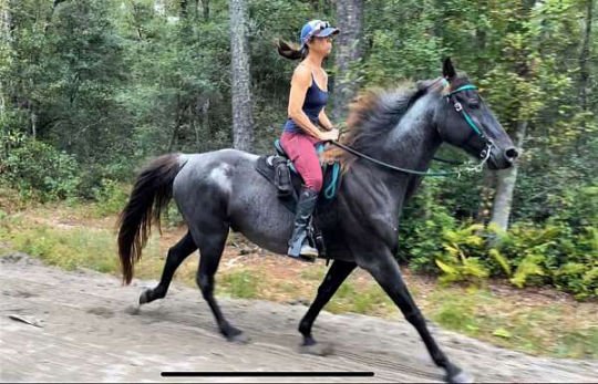 athletic-tennessee-walking-horse-540x347