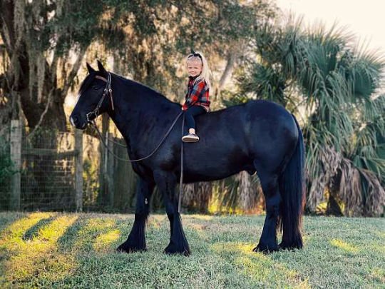 beginner-gypsy-vanner-horse-540x405