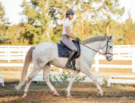 chestnut-all-around-horse-540x411