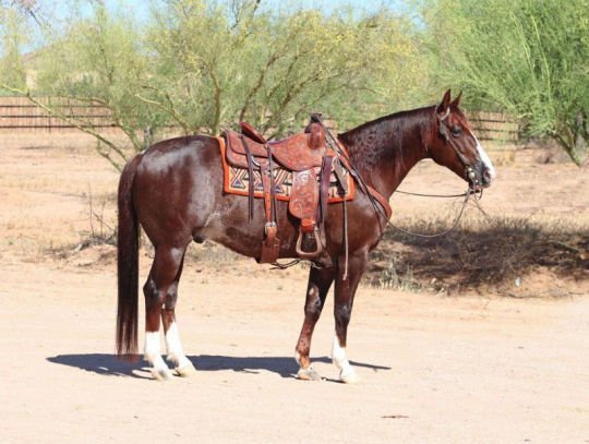 cowboy-540x407