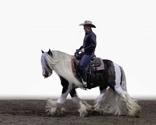 dappled-gelding-540x432