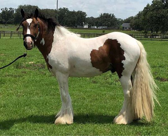 rock-star-gypsy-vanner-horse-540x436