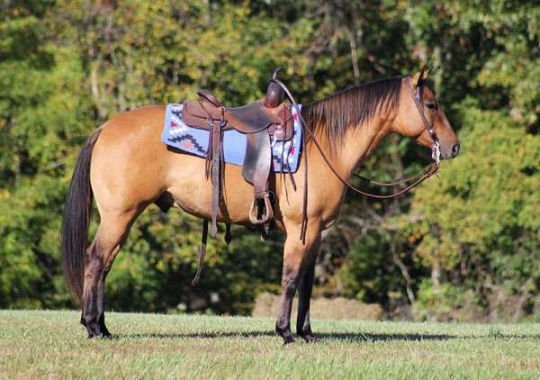 stripe-down-back-on-legs-horse-540x380