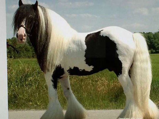 trail-prospect-colt-540x405