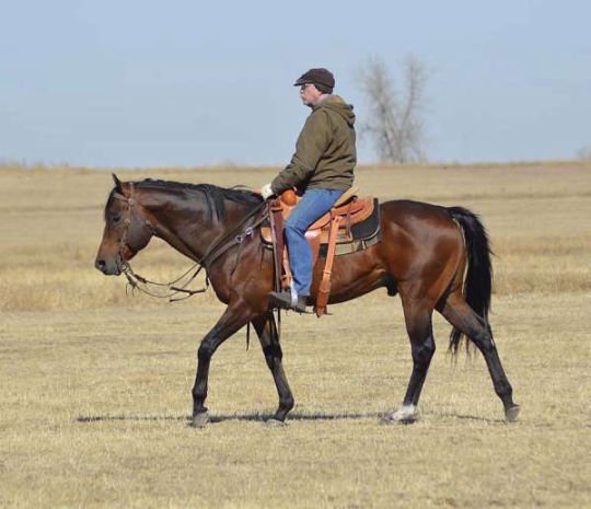 trail-riding-thoroughbred-horse-540x465