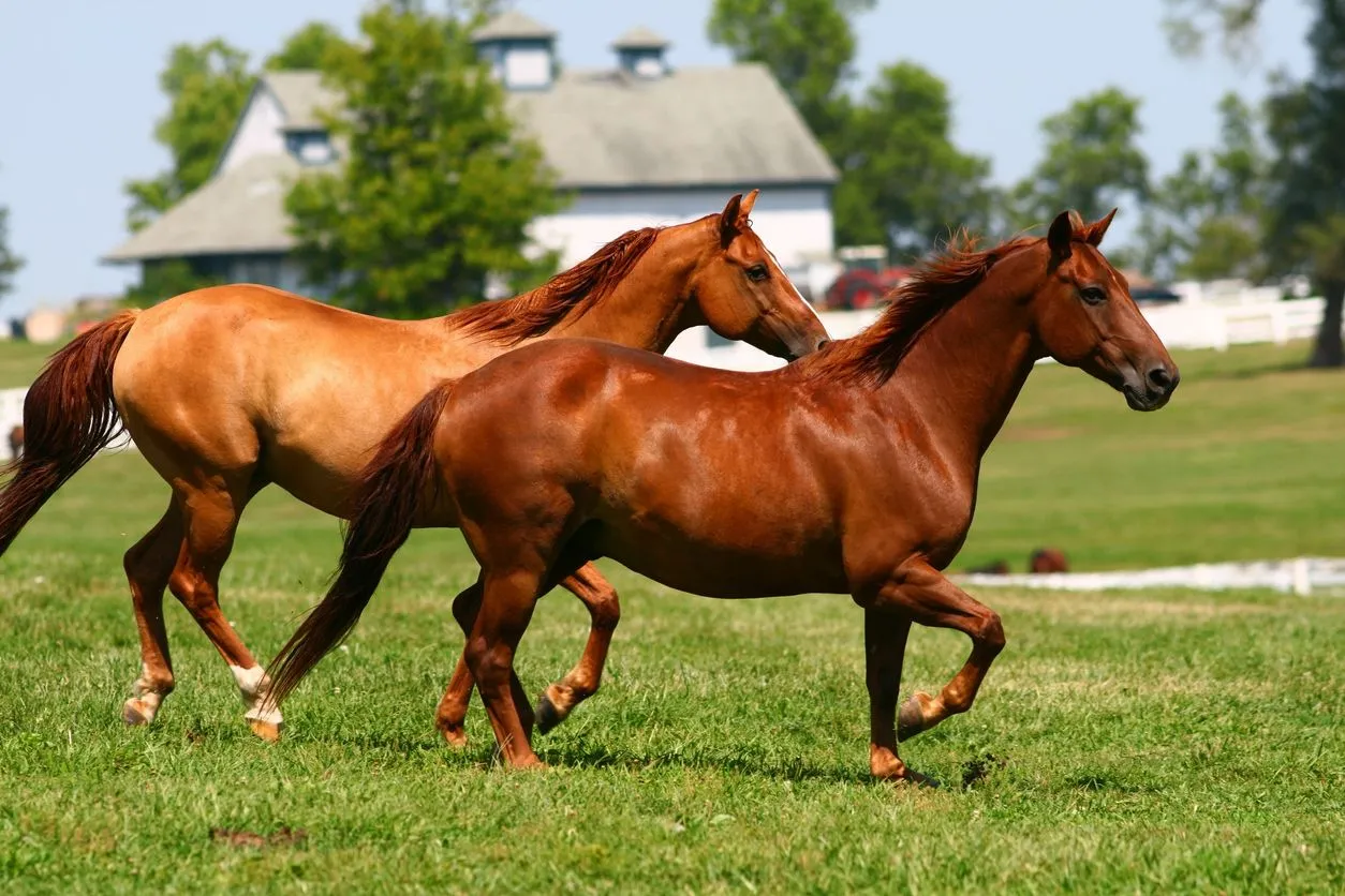 two_horses_trotting_28bf840b30
